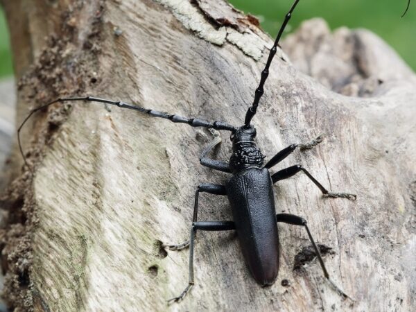 Cerambice della Quercia (Cerambyx Cerdo)